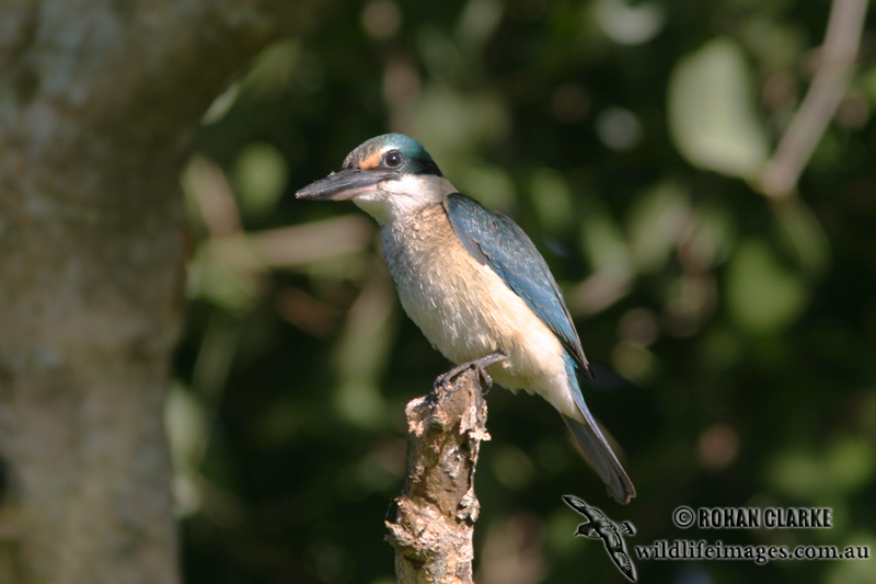 Sacred Kingfisher 5314.jpg