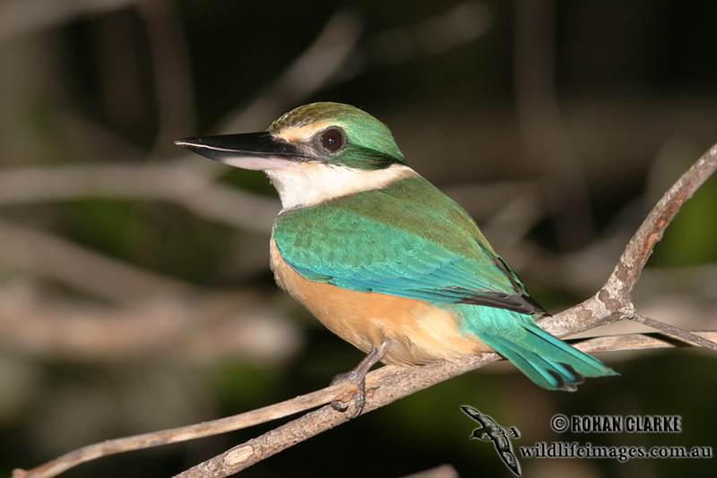Sacred Kingfisher 7667.jpg