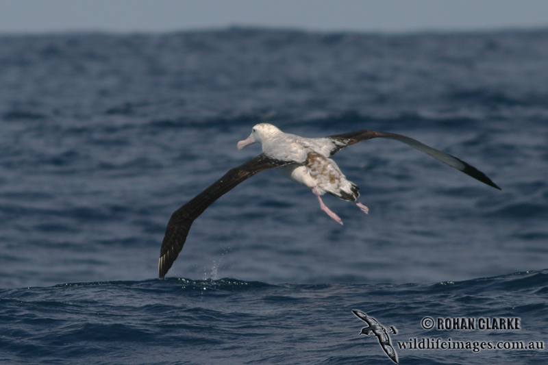 Wandering Albatross 3970.jpg