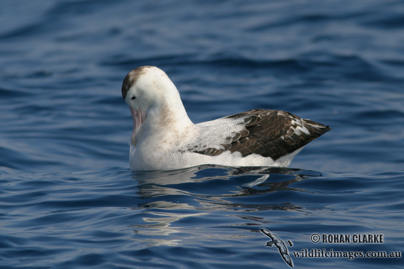 Antipodean Albatross 4007.jpg