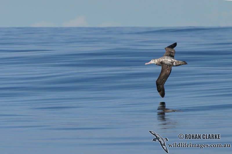 Wandering Albatross 6244