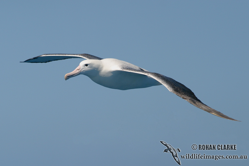 Southern Royal Albatross 0604.jpg