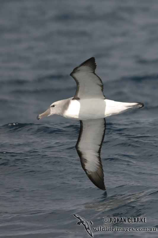 Salvins Albatross 5574.jpg