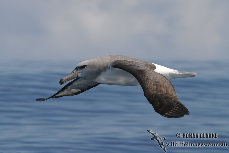 Salvins Albatross 6298.jpg