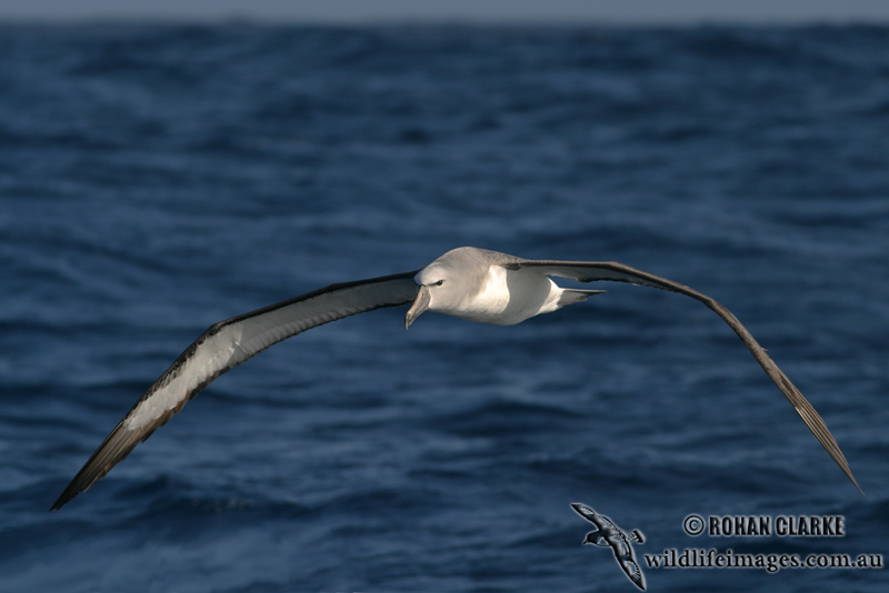 Salvins Albatross 7958.jpg