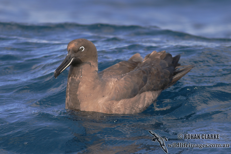 Sooty Albatross 5547.jpg