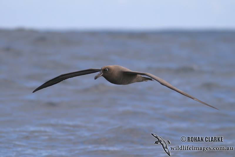 Sooty Albatross 5565.jpg