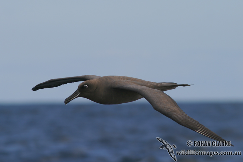Sooty Albatross 5567.jpg