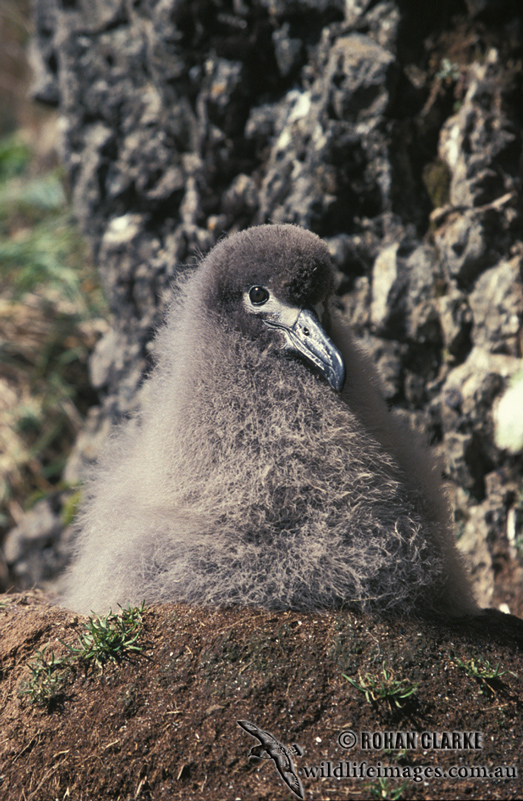 Light-mantled Sooty Albatross s0779.jpg
