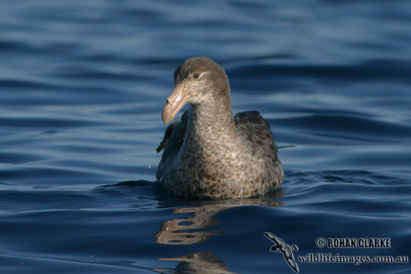 Northern Giant-Petrel 7661.jpg