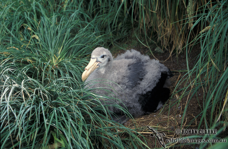 Northern Giant-Petrel s0457.jpg