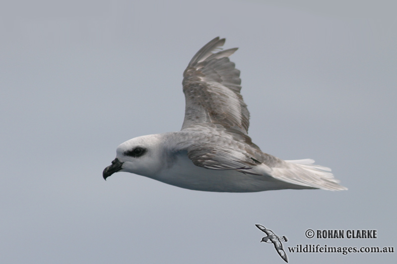 White-headed Petrel 2081.jpg