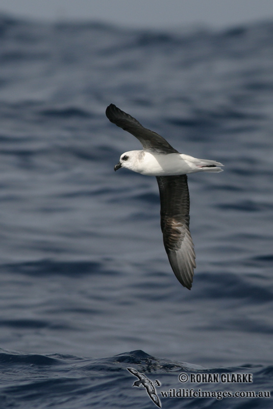 White-headed Petrel 2184.jpg