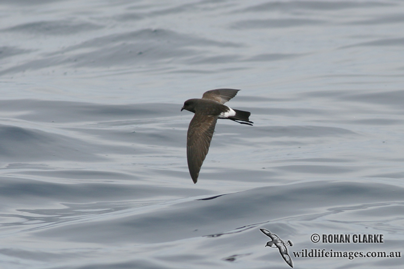 New Zealand Storm-Petrel 1401.jpg