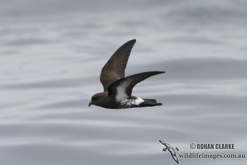 New Zealand Storm-Petrel 1414.jpg