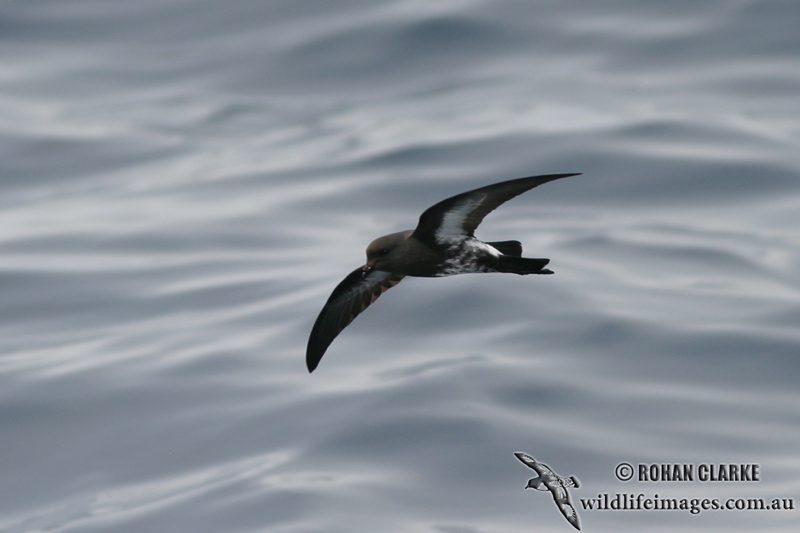 New Zealand Storm-Petrel 1439.jpg