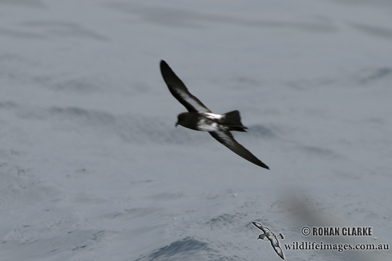 New Zealand Storm-Petrel 1711.jpg