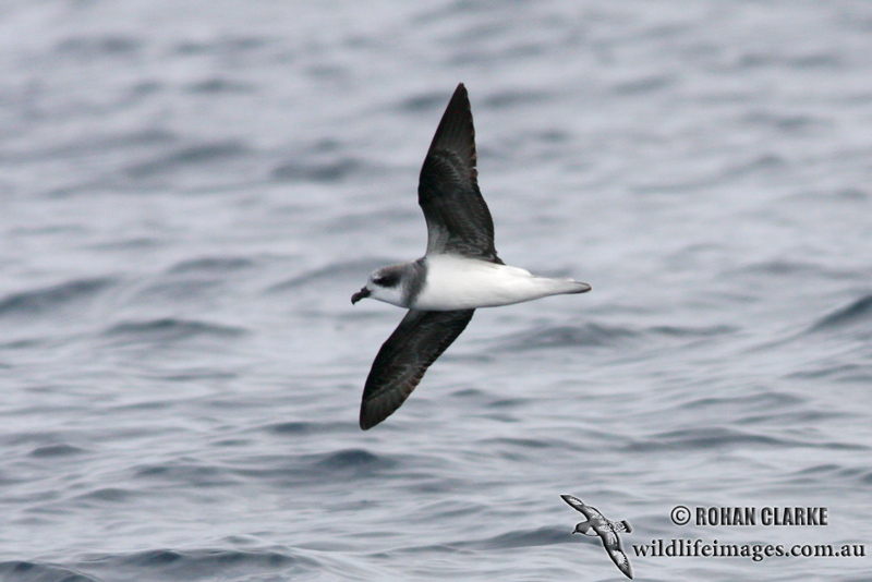 Soft-plumaged Petrel 6074.jpg