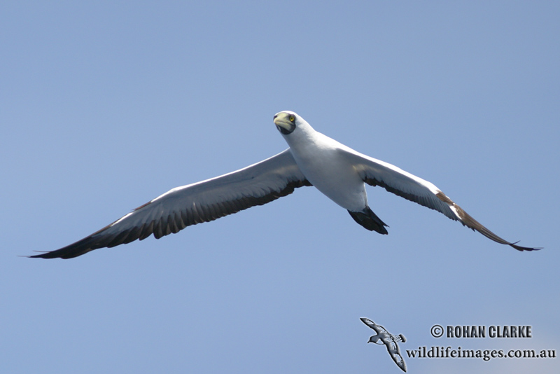 Masked Booby 8583.jpg