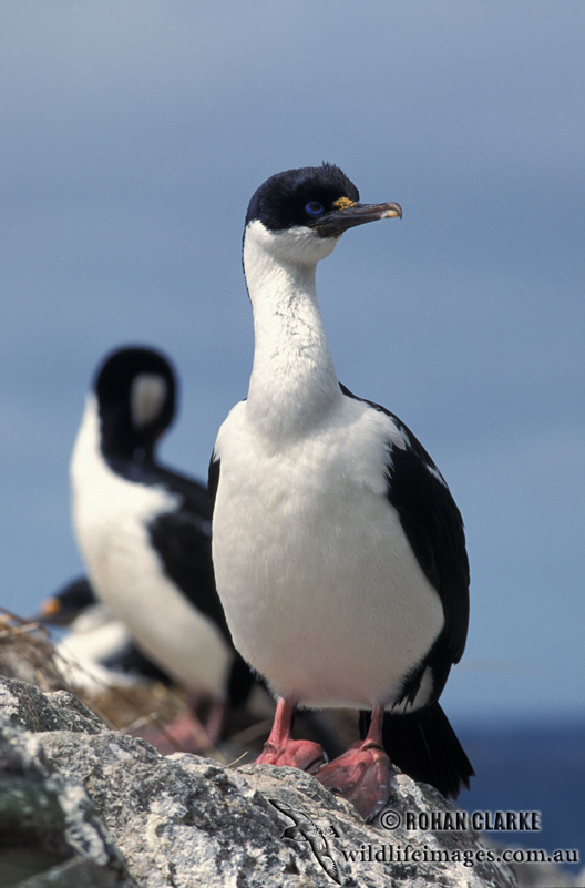 Macquarie Island Imperial Shag