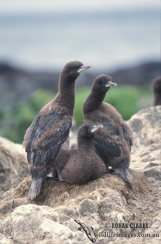 Macquarie Island Imperial Shag