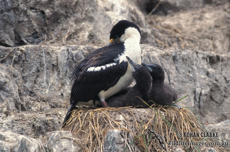 Macquarie Island Imperial Shag
