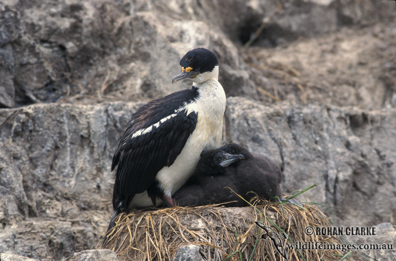 Macquarie Island Imperial Shag