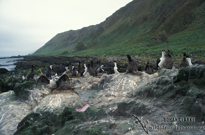 Macquarie Island Imperial Shag