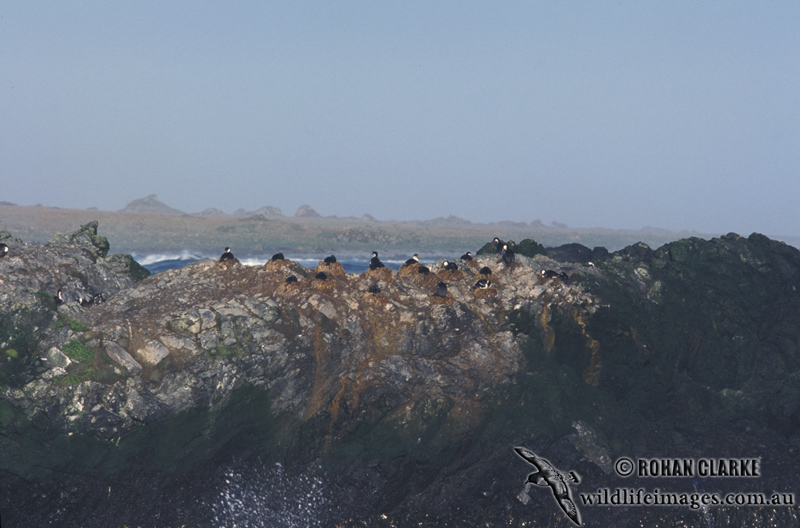 Macquarie Island Imperial Shag