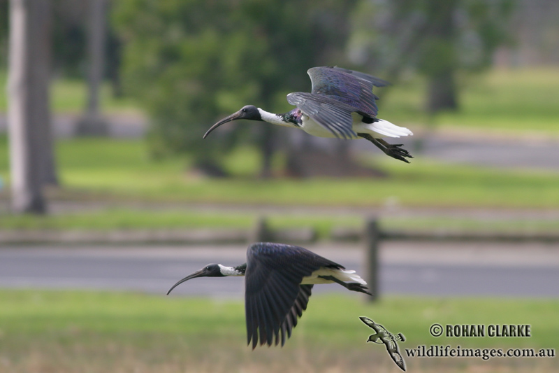 Straw-necked Ibis 5617.jpg