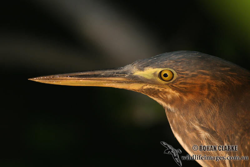 Striated Heron 7313.jpg