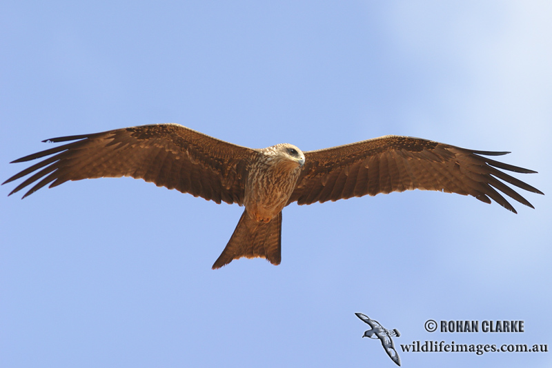 Black Kite 7183.jpg