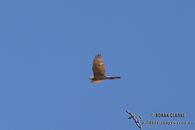 Brown Goshawk 2142.jpg