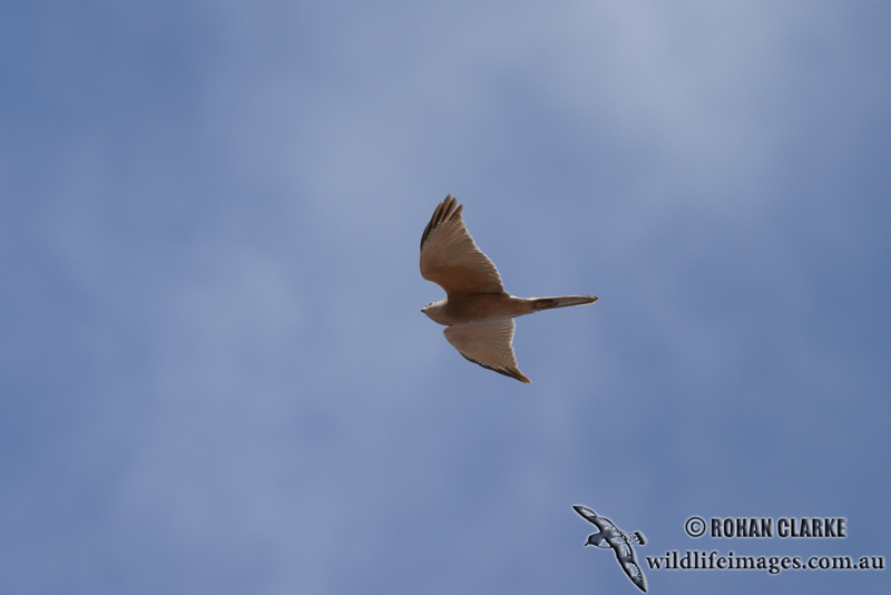 Brown Goshawk 2145.jpg