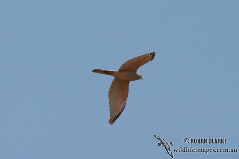 Brown Goshawk 9091.jpg