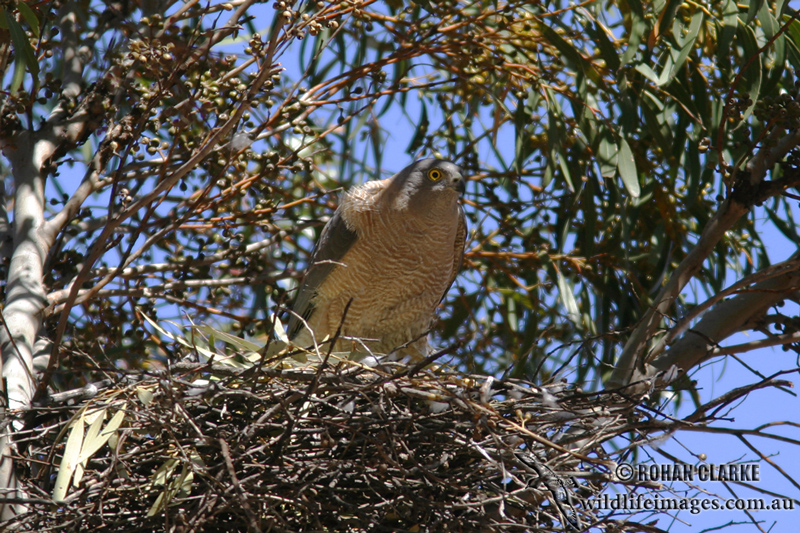 Collared Sparrowhawk 0711.jpg