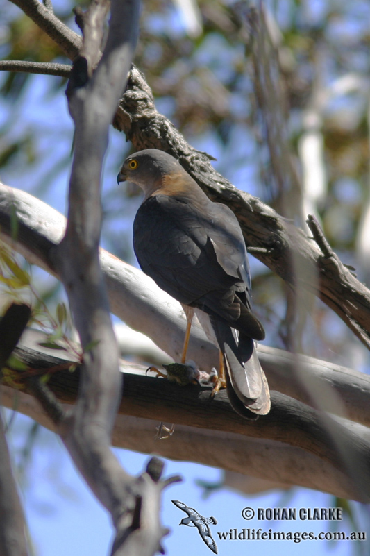 Collared Sparrowhawk 0725.jpg