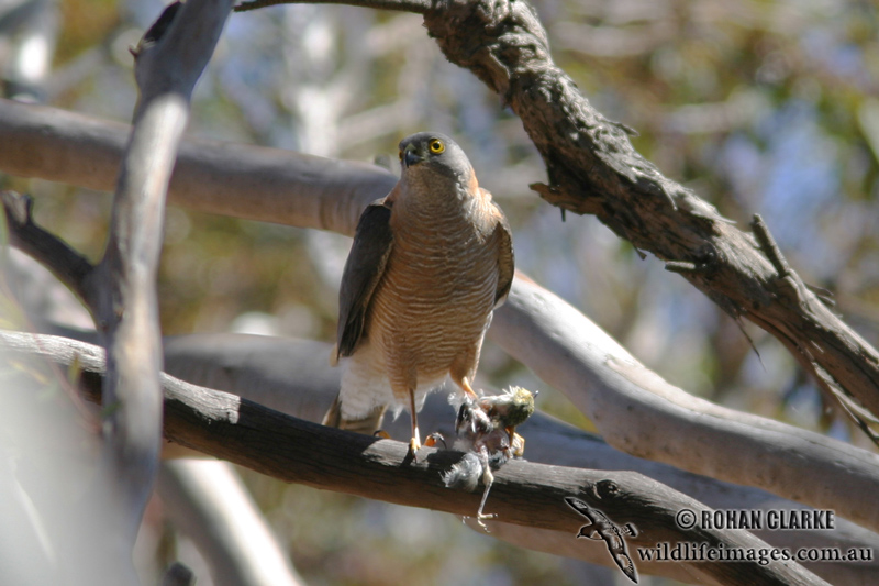 Collared Sparrowhawk 0730.jpg