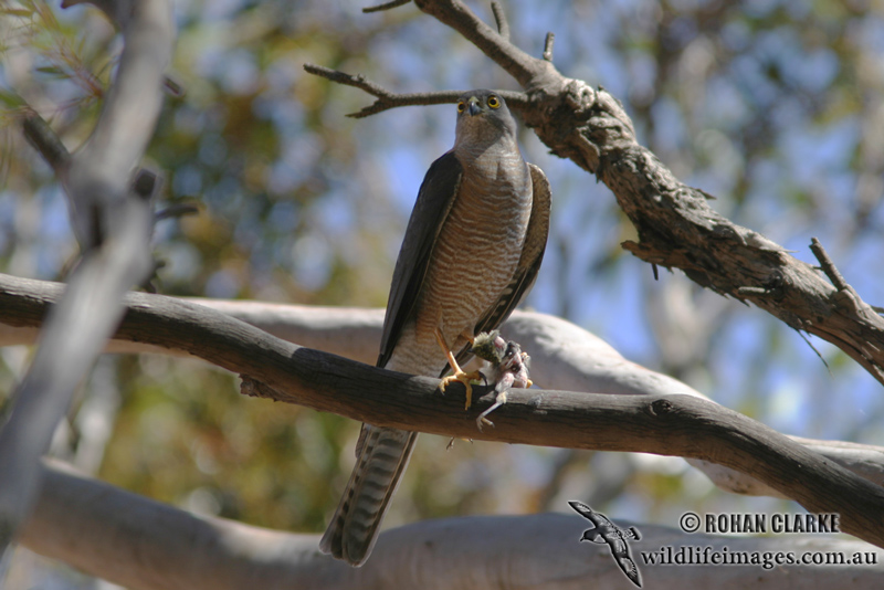Collared Sparrowhawk 0738.jpg