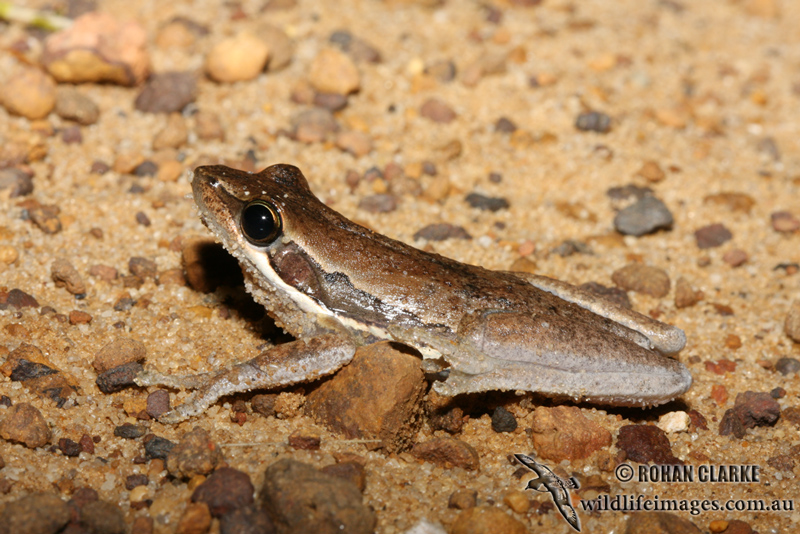 Litoria adelaidensis 1694.jpg