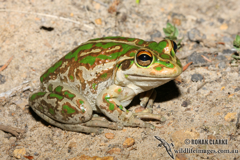 Litoria moorei 1614.jpg