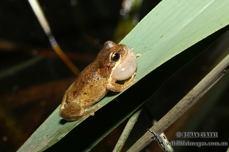 Litoria paraewingi 2418.jpg