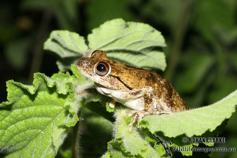 Litoria rothii 3522.jpg