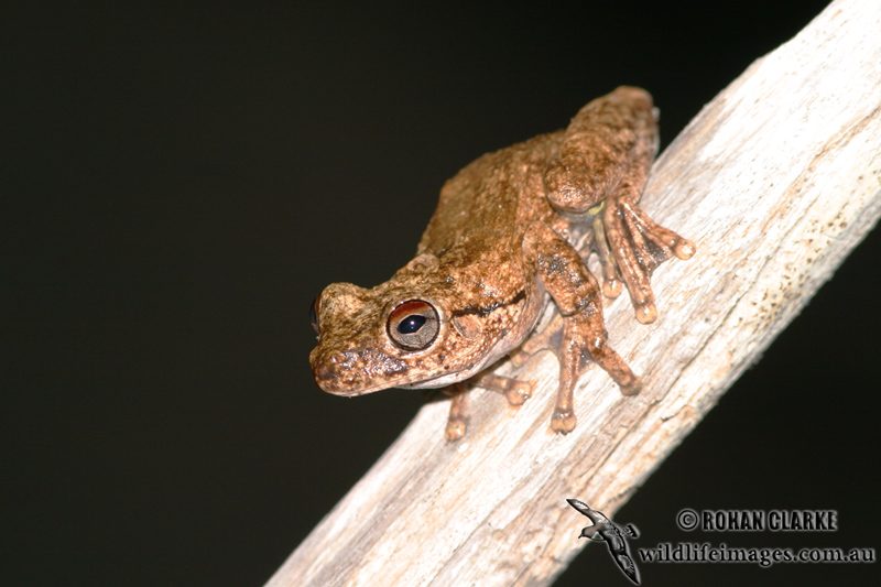 Litoria rothii 7664.jpg