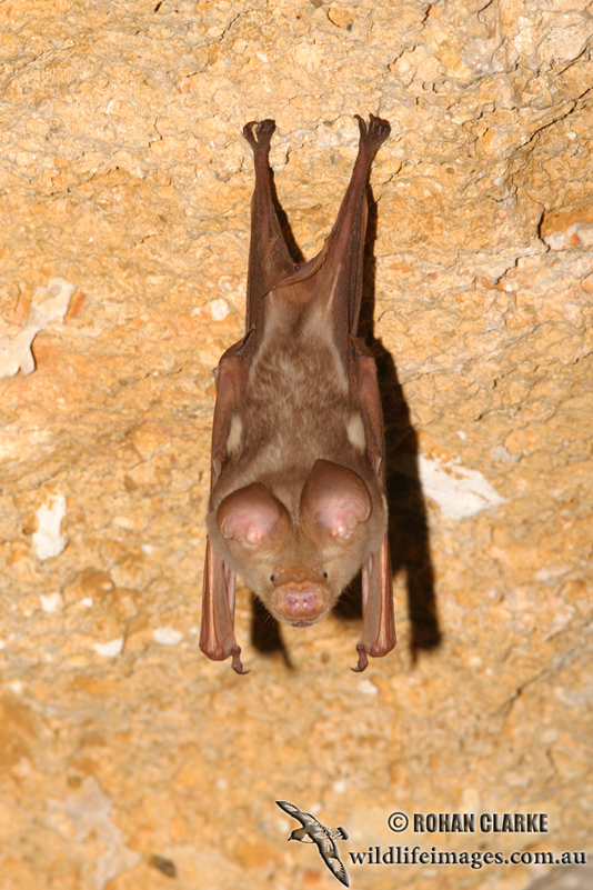 Diadem Leaf-nosed Bat Bat_0165.jpg