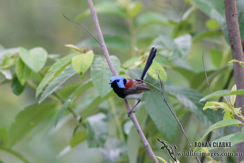 Lovely Fairy-wren 3386.jpg