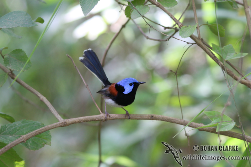Lovely Fairy-wren 3404.jpg