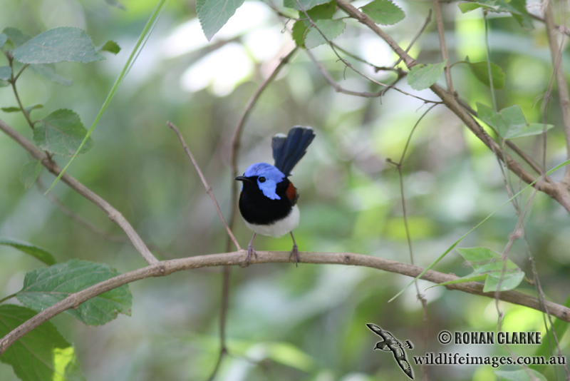 Lovely Fairy-wren 3406.jpg