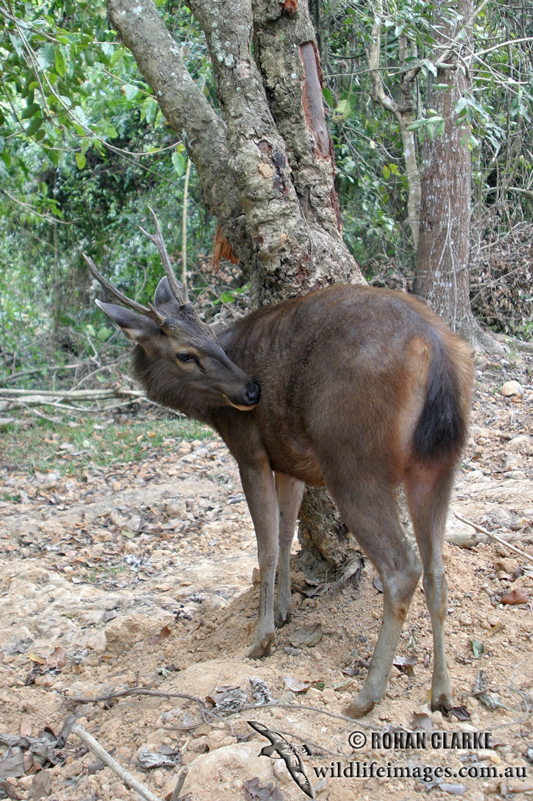 Sambar Deer 2355.jpg