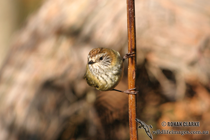 Striated Thornbill 7528.jpg